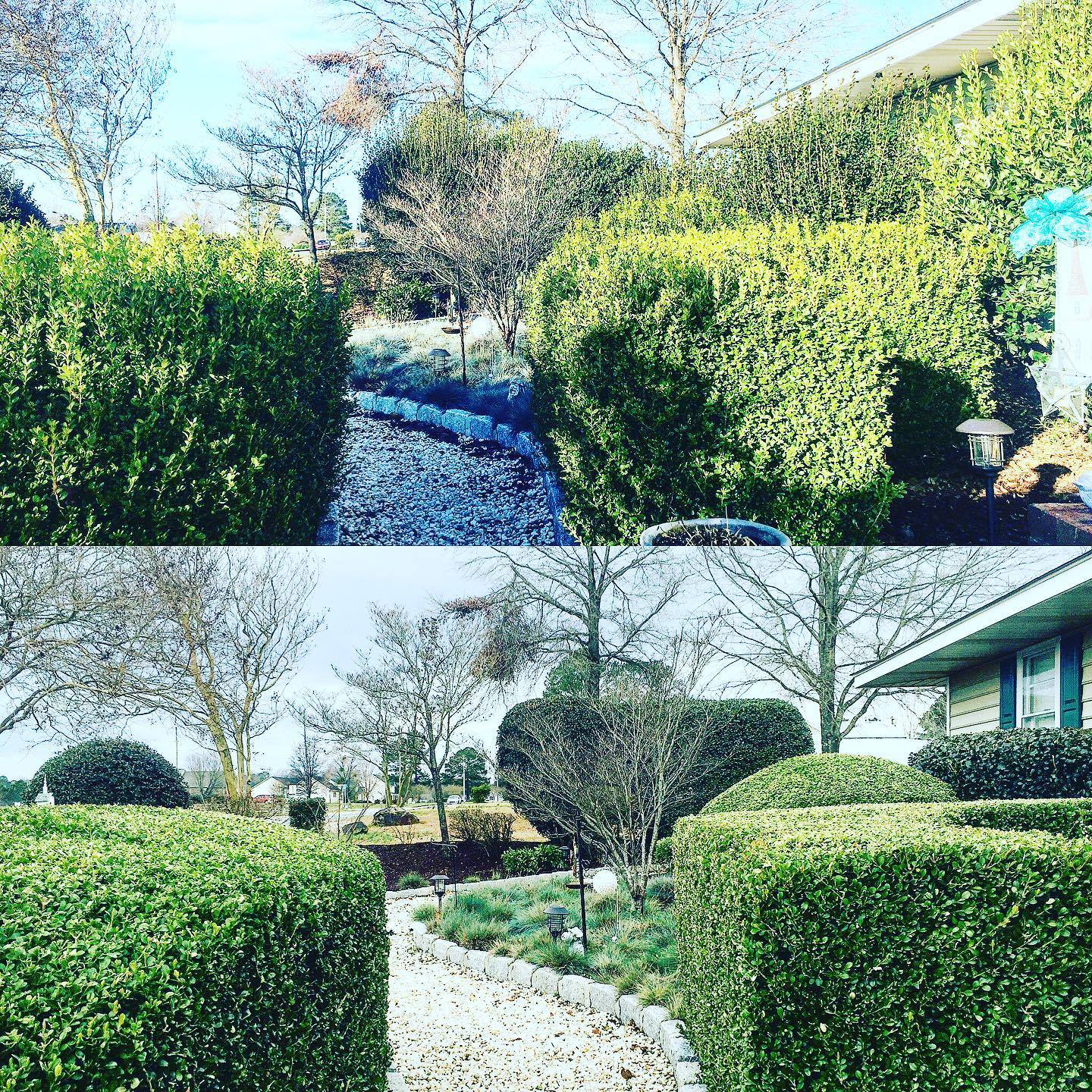 Hedge trimming service in Clayton NC