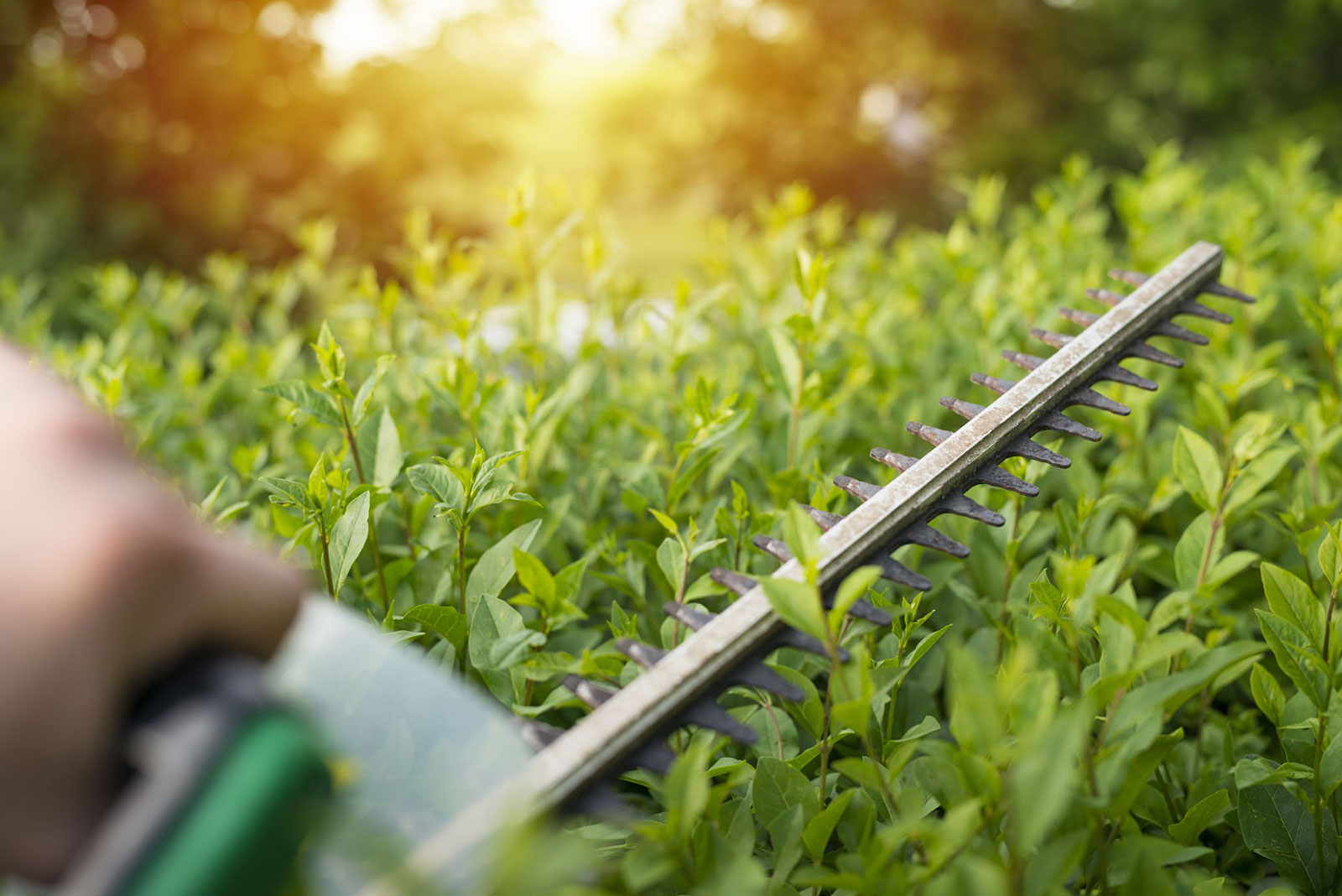 Hedge trimming