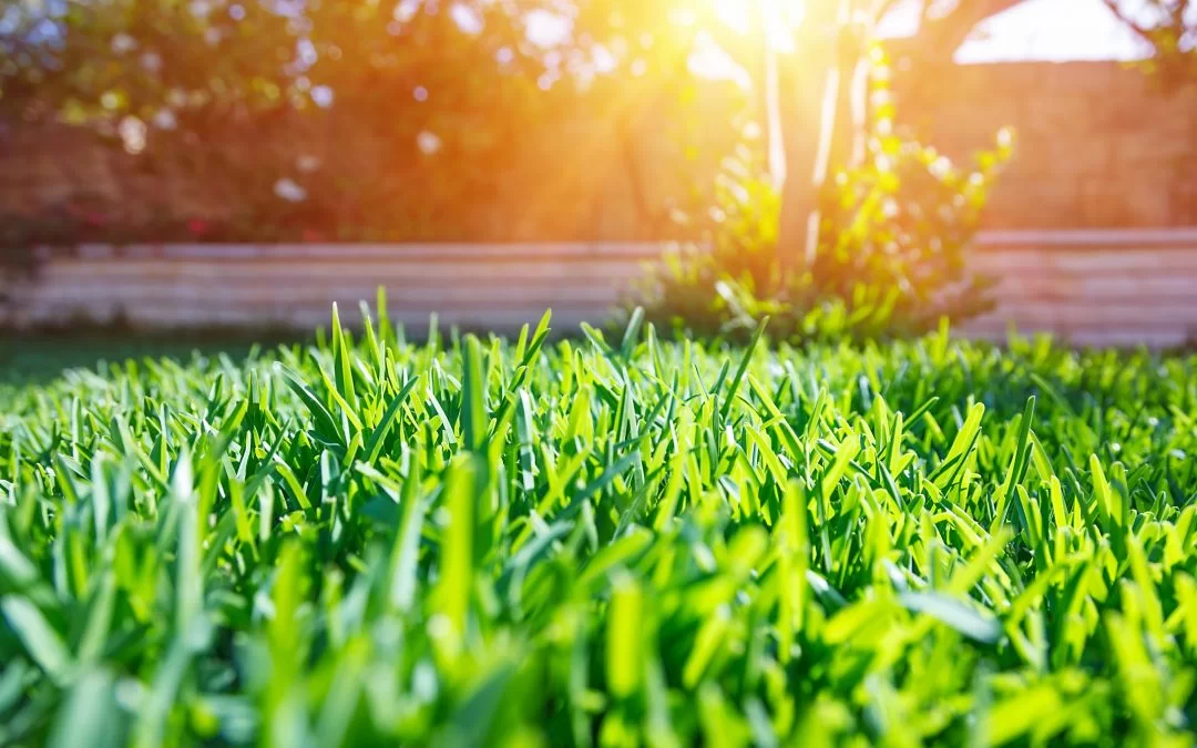 Weed Control & Maintaining a Beautiful Lawn All Year