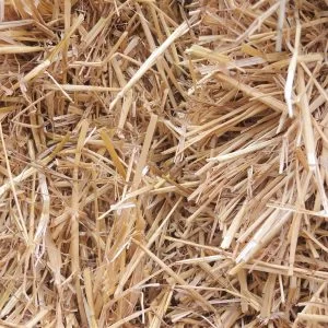 Wheat straw for sale in Garner NC, Clayton, Smitfhield. We deliver