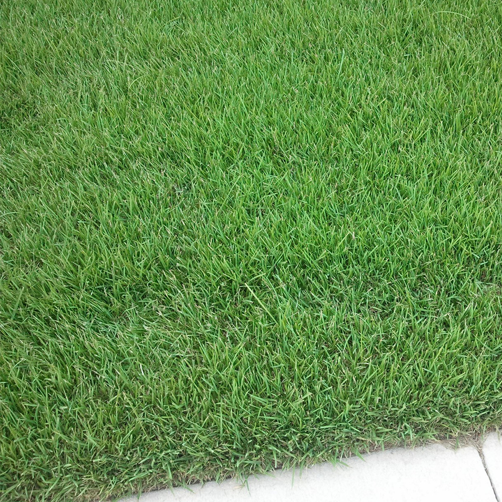 bermuda sod