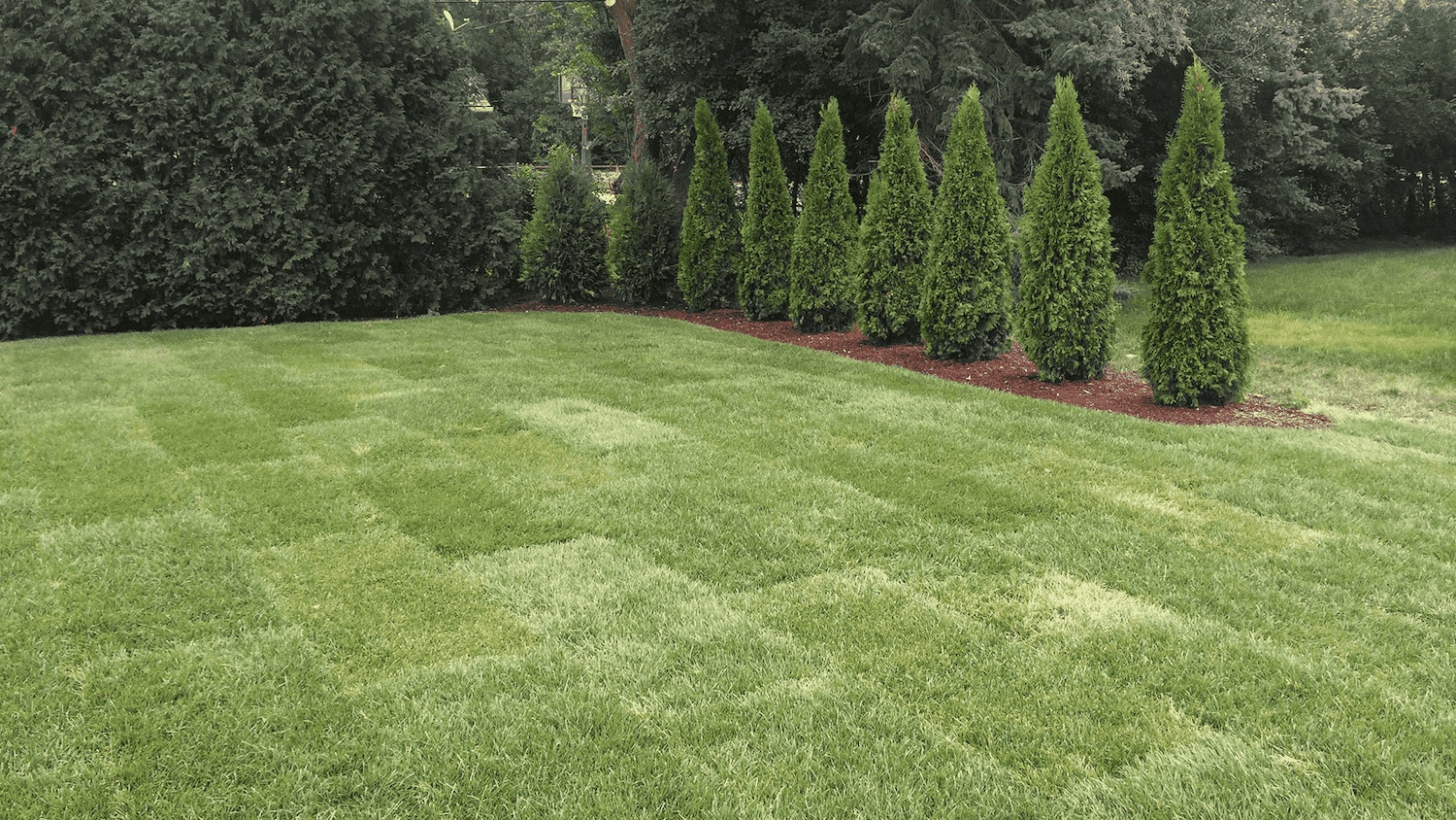 newling installed sod with evergreen tree boarder
