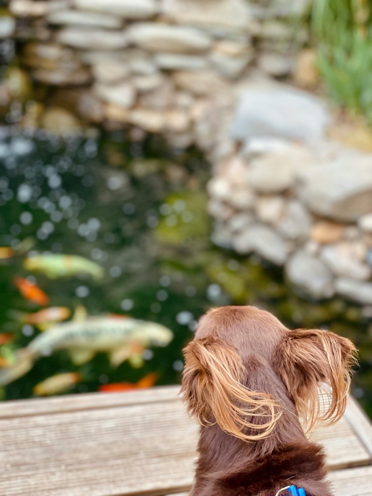 backyard pond feature with small dog